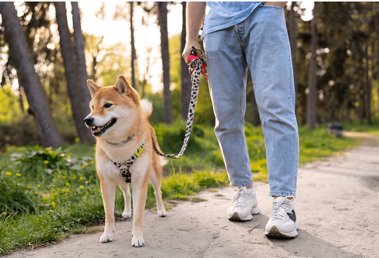 Person mit Hund beim Spaziergang auf Waldweg