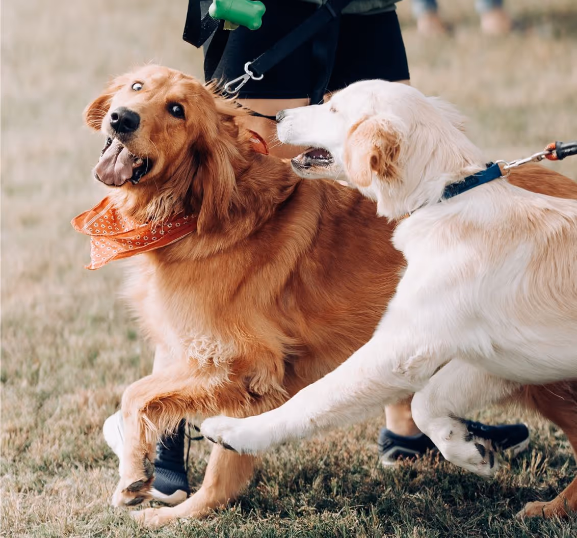 Two dogs on leashes playing on grass, one golden retriever wearing an orange bandana and the other a light-colored dog.