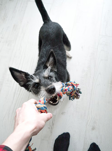 small grey dog with chew toy