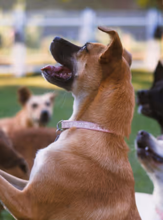 Brown dog with tongue sticking out