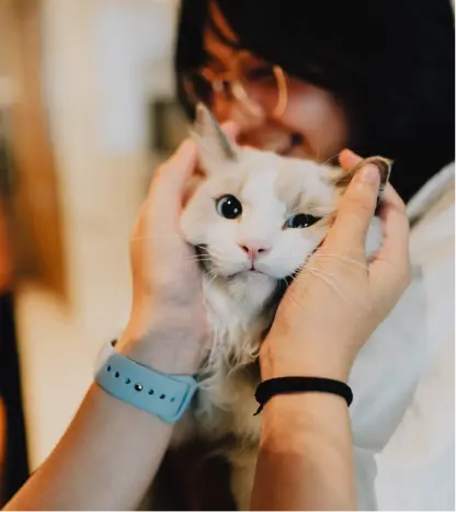 Cute white cat with owner's hands caressing its face