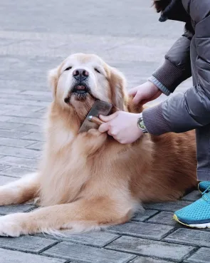 Person brushing a relaxed golden retriever's fur while it lies on a paved surface outdoors.