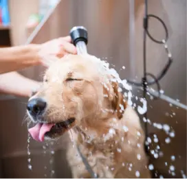 Golden retriever dog enjoying a bath as water sprays from a hose.