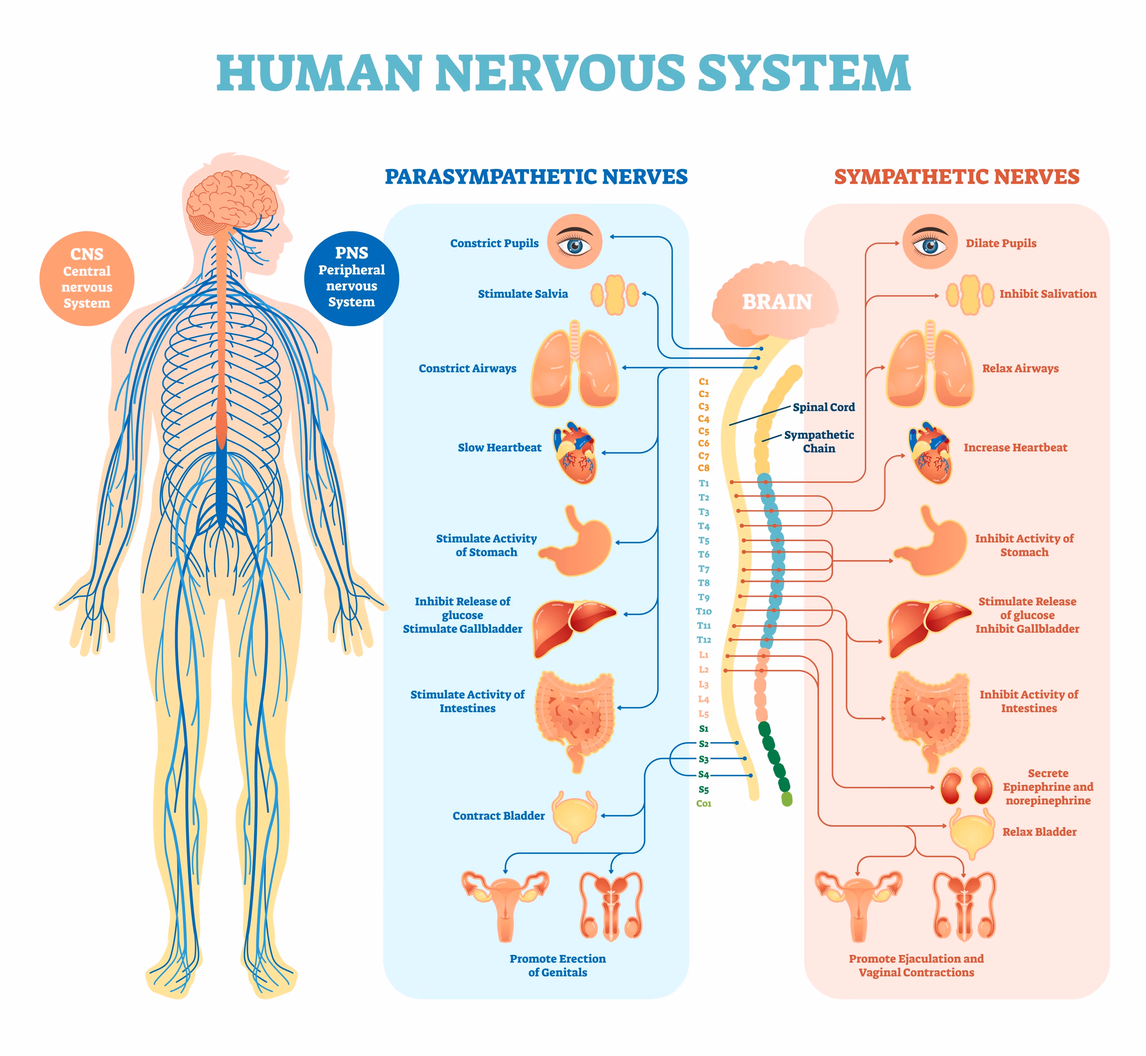 the sympathetic nervous system vs parasympathetic nervous system, AI generated