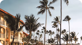 A view with palm trees