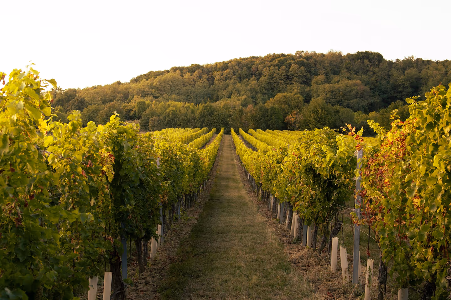 The view of a vineyard