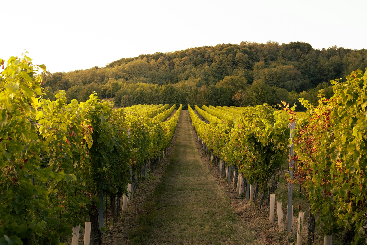 The view of a vineyard