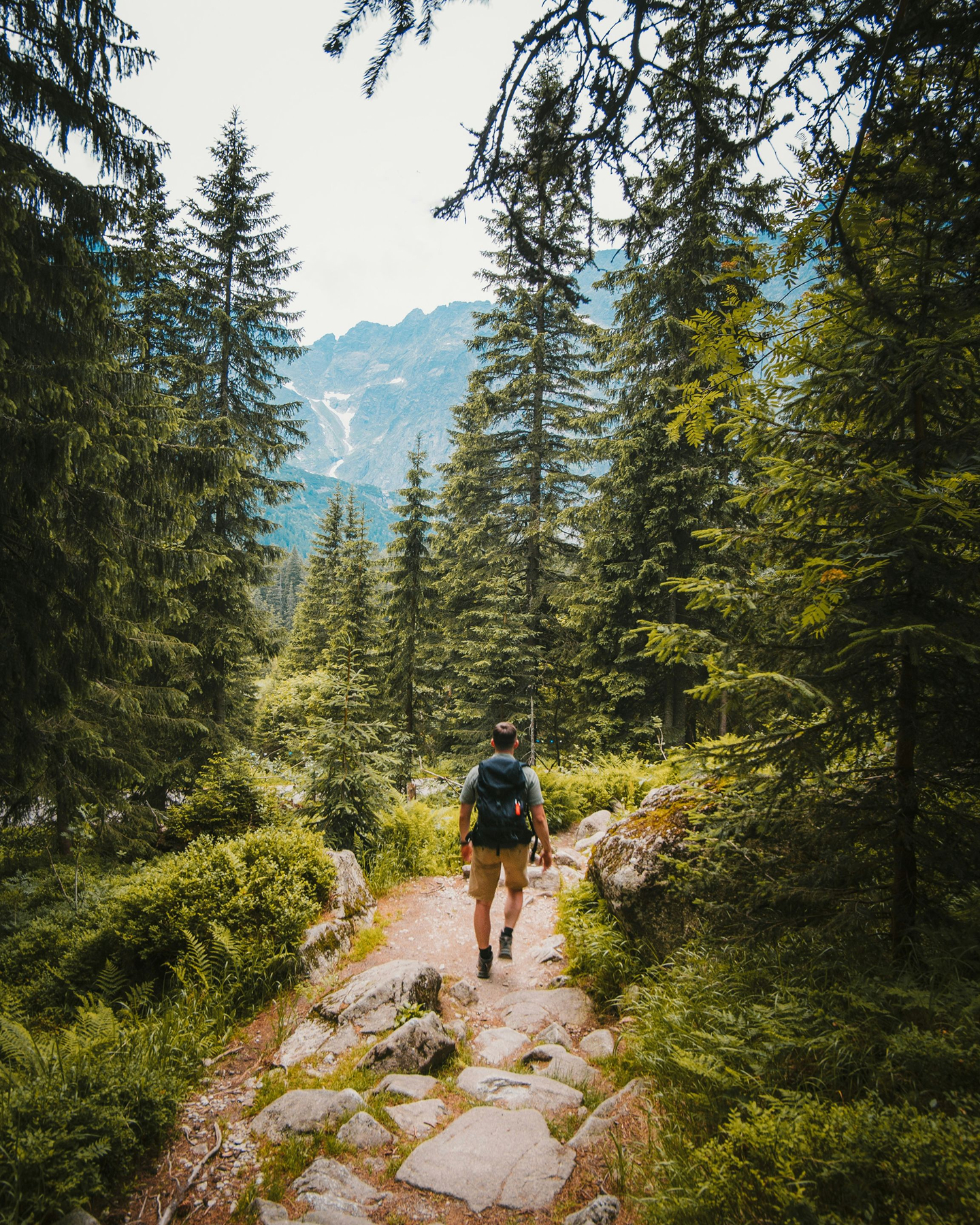 Someone hiking in the forest