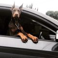 Doberman dog with cropped ears leaning out of a car window.