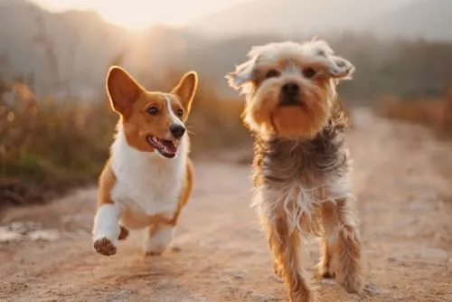 Running Dogs Image