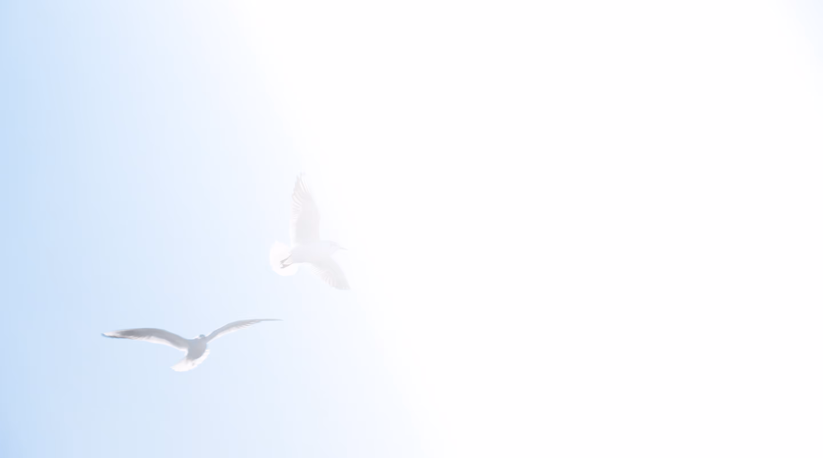 Doves flying in the sky