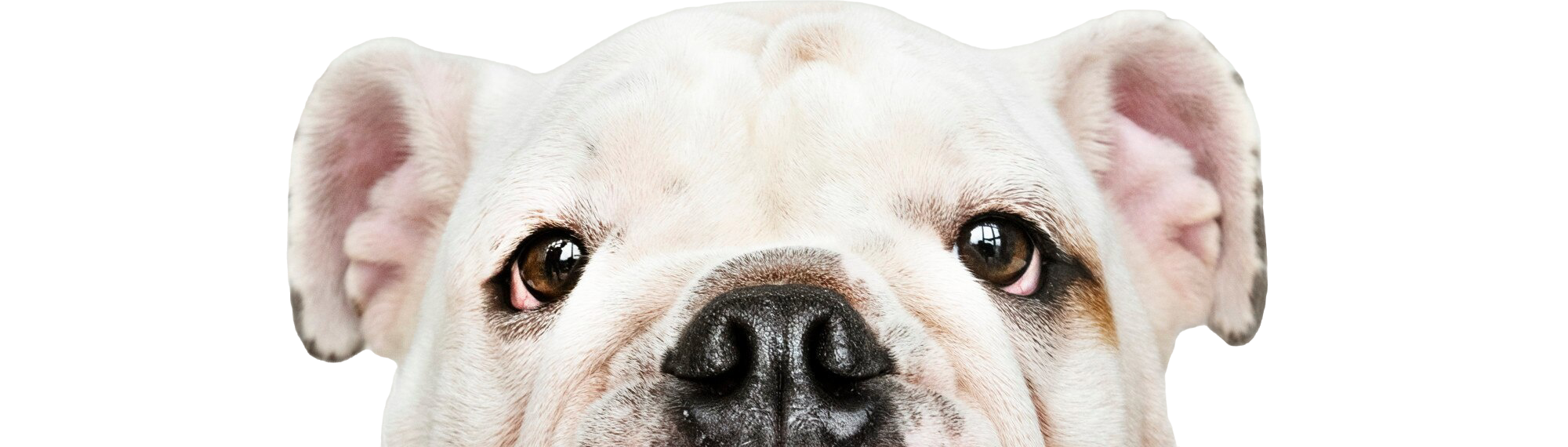 Bulldog peaking up