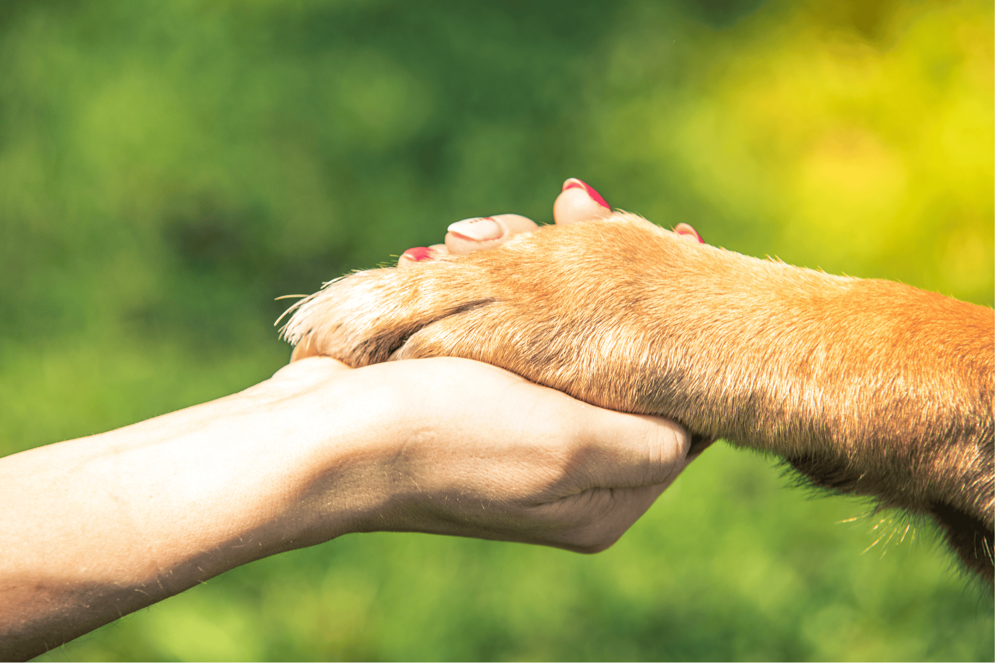 Dog and human shaking hands