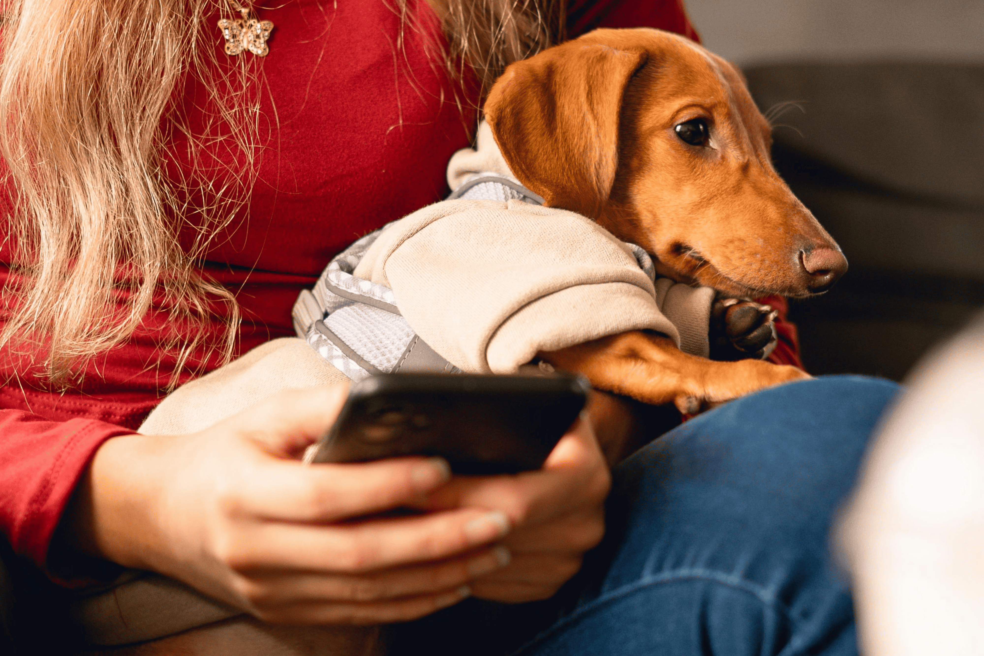 Dog on owners lap