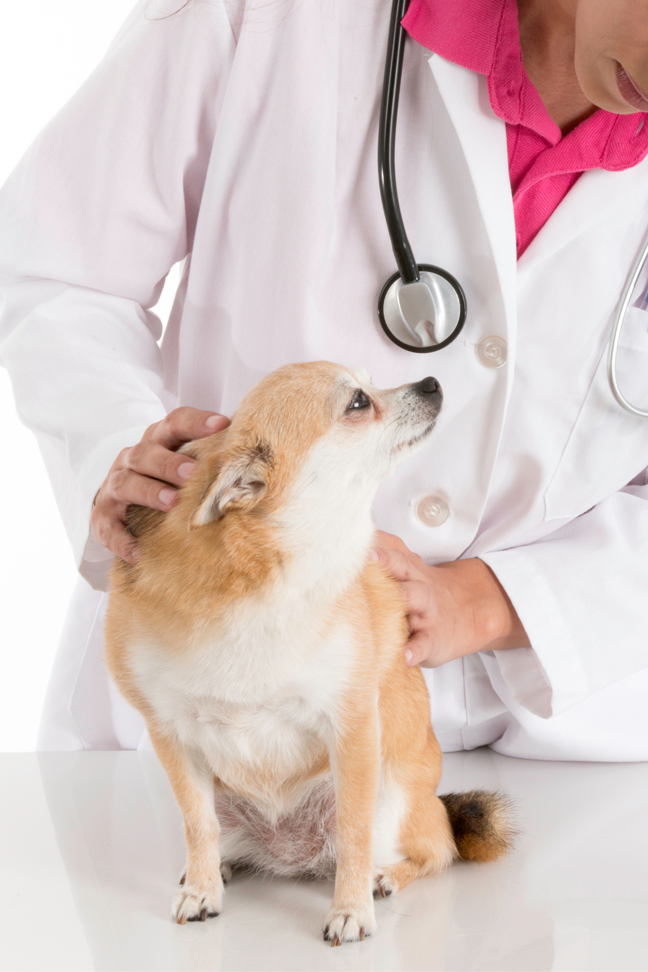 Small dog with vet