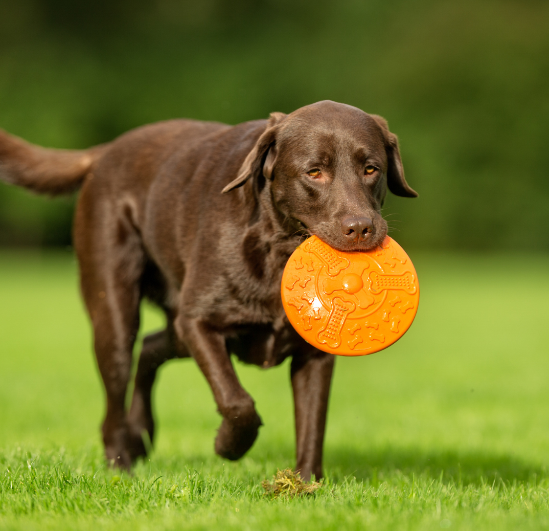 Is Paracetamol Safe for Pets?