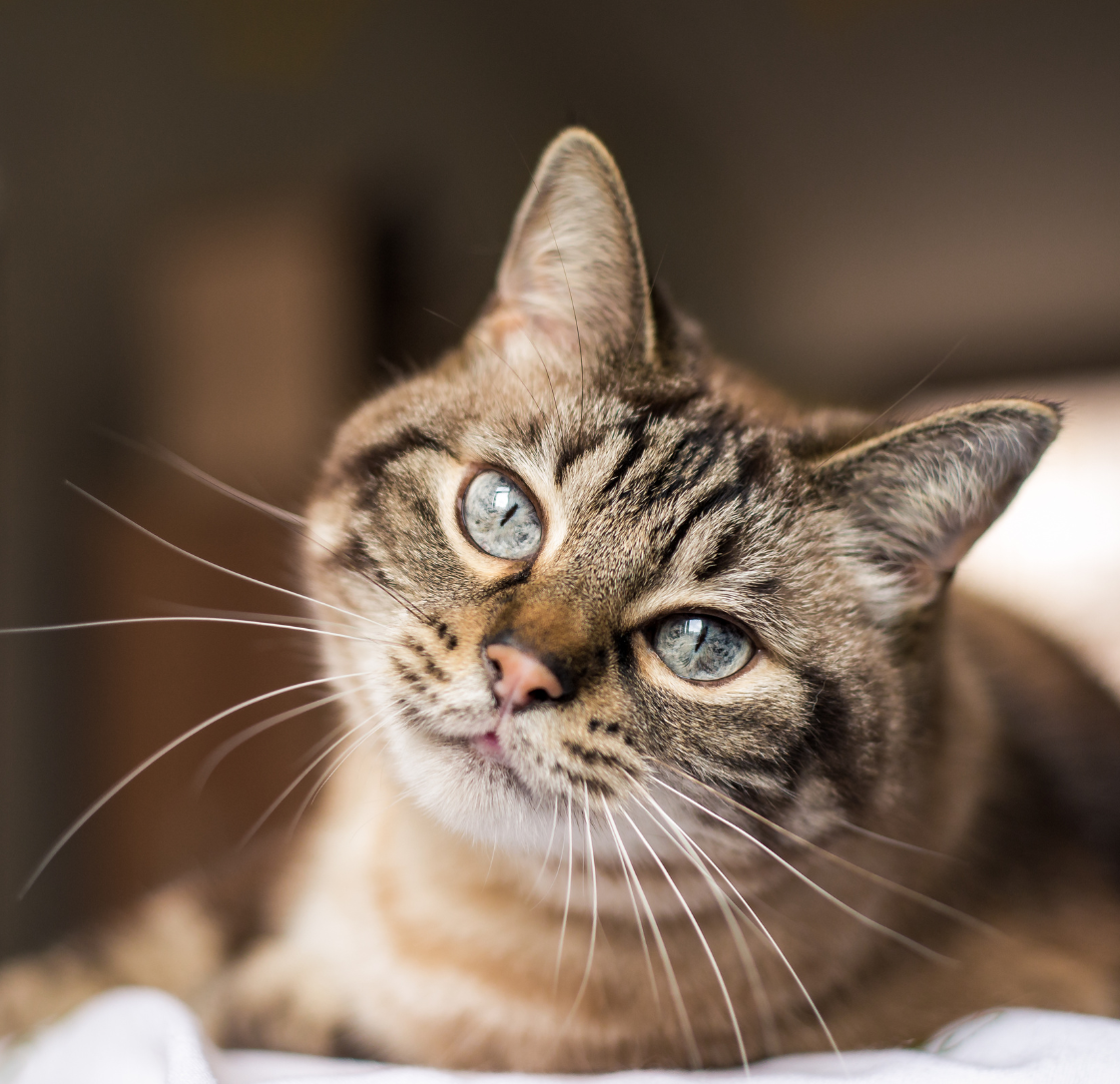 Feline Diabetic Dangers
