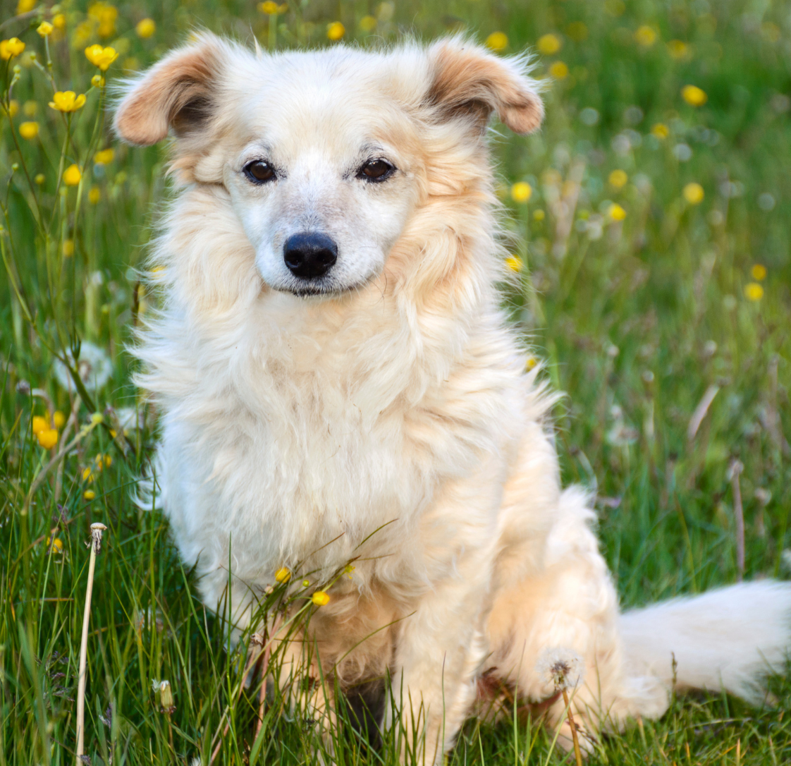 Prostate Problems & Your Dogs