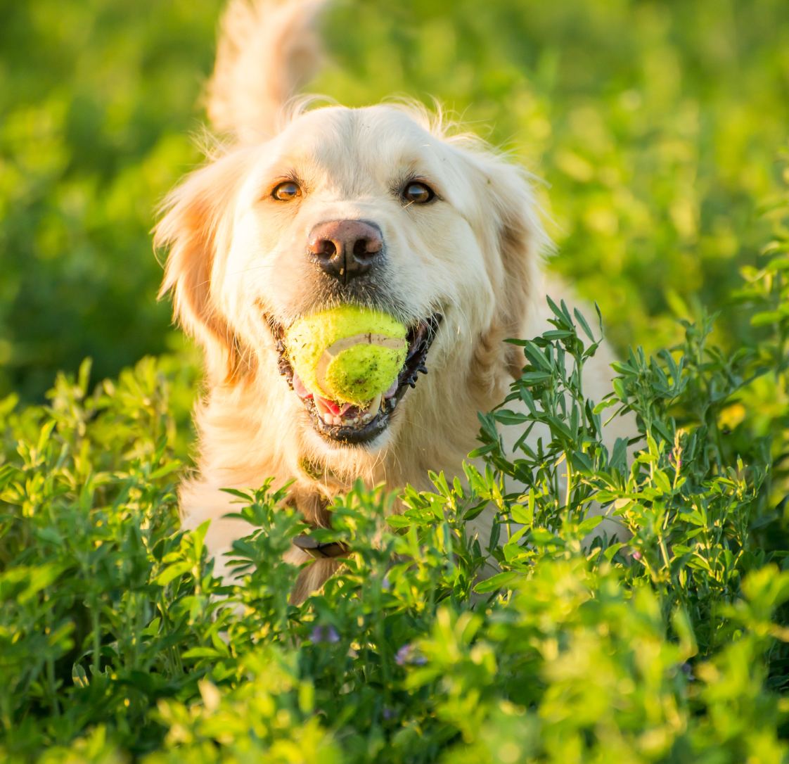 Understanding Heart Disease in Dogs with MMVD