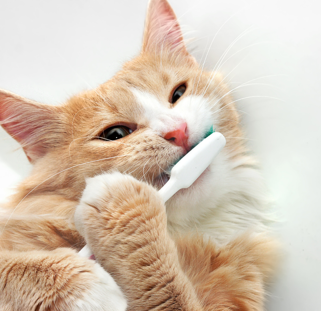 Dental Care For Our Pets