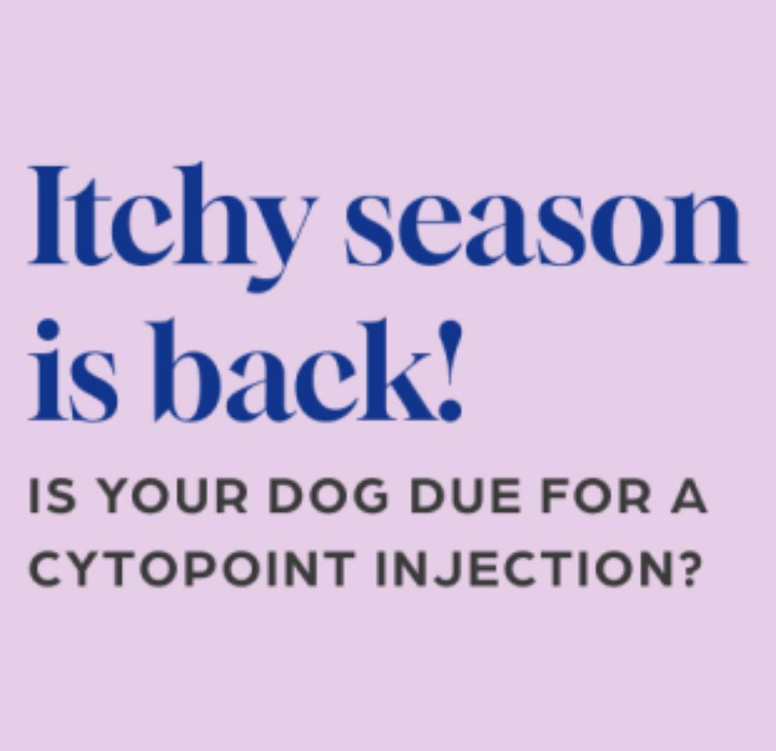 Cytopoint for Itchy Dogs - What You Need to Know