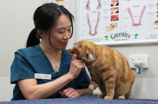 Dr Pey giving pats to ginger cat