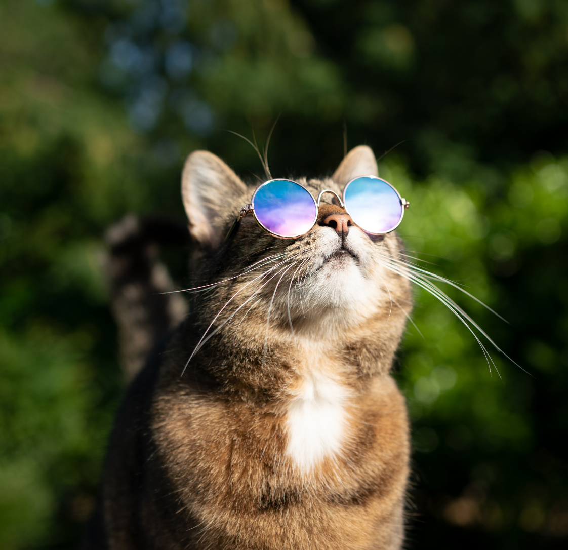 Keeping Cats Safe in the Melbourne Heat