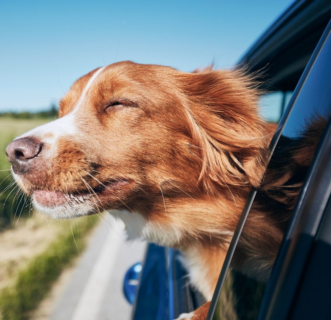 Keeping Dogs Safe in the Melbourne Heat