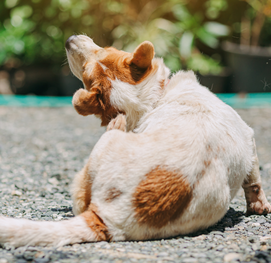 Summer Parasites in Melbourne: Fleas, Ticks & Worms