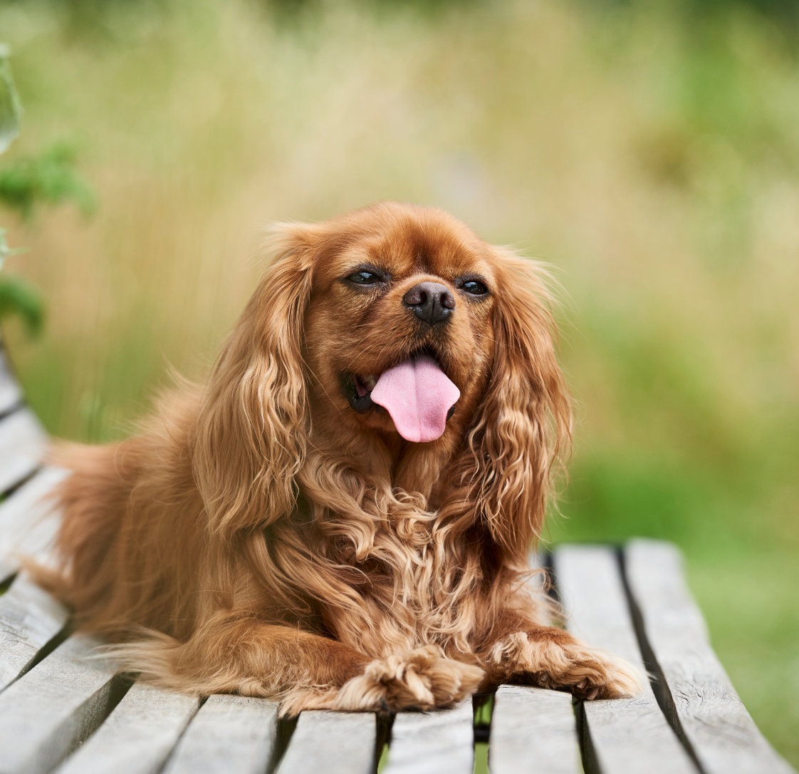 Common Heart Conditions in Dogs: What Brighton Dog Owners Should Know