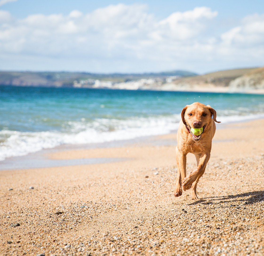 Swimming in Port Phillip Bay: What Pet Owners Need to Know