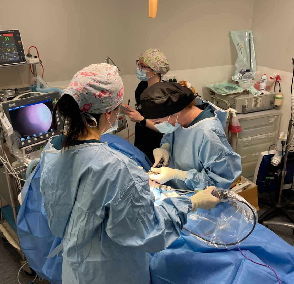 Laparoscopic Spey: Advanced Desexing Options for Female Dogs