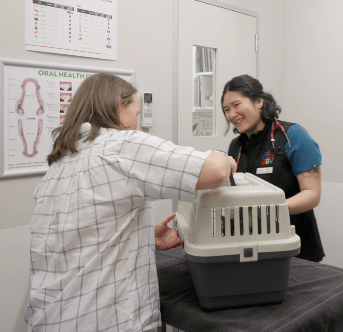 Pet Wellness Health Checks in Brighton