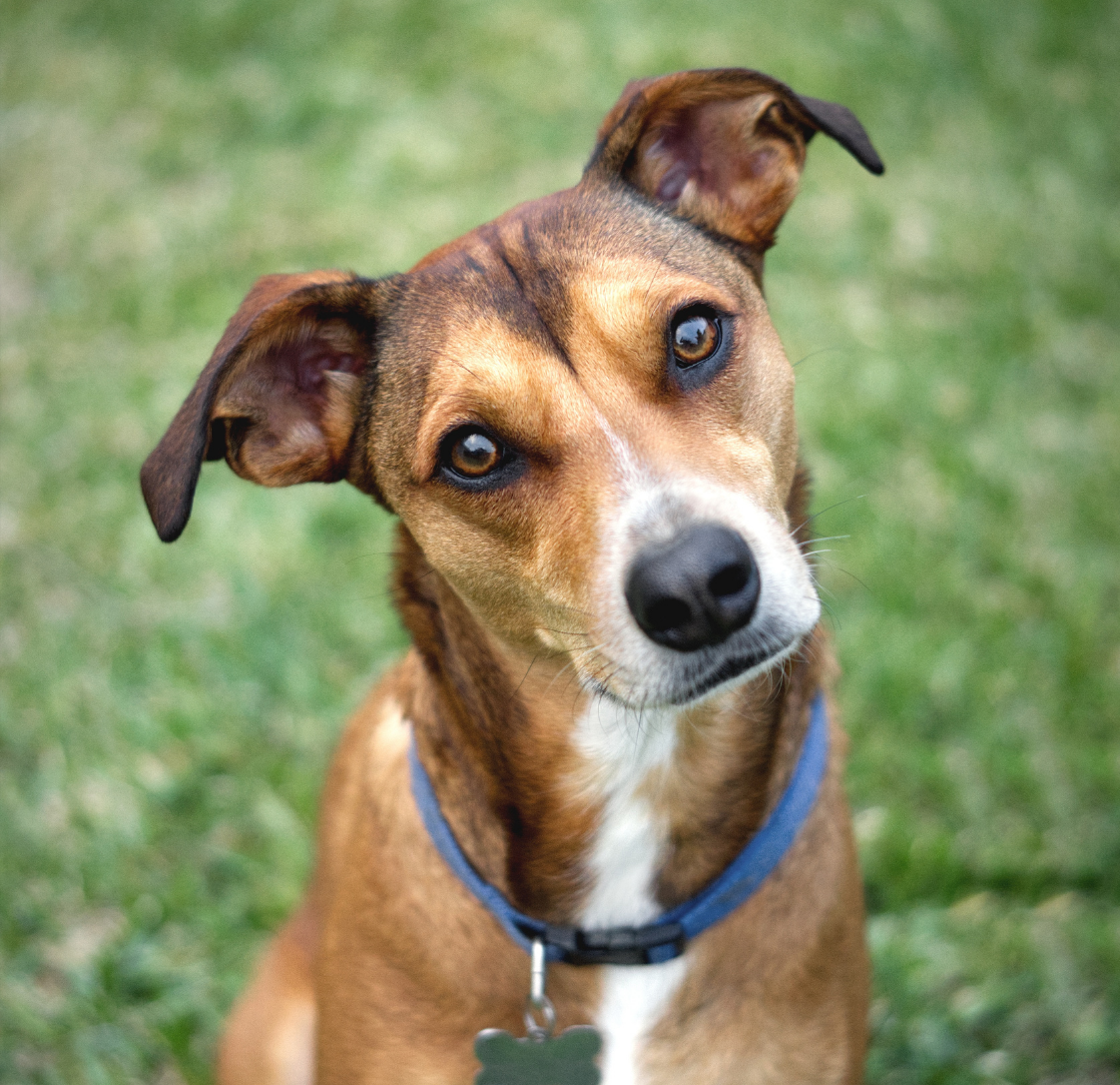 Behaviour Changes in Dogs and Cats: When Should Brighton Pet Owners See a Vet?