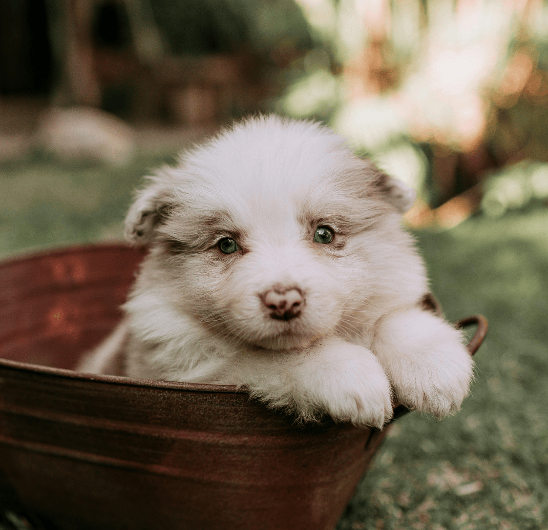 Caring for Your Puppy: The Complete Guide for New Owners