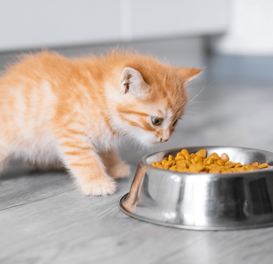 Kitten Nutrition Guide