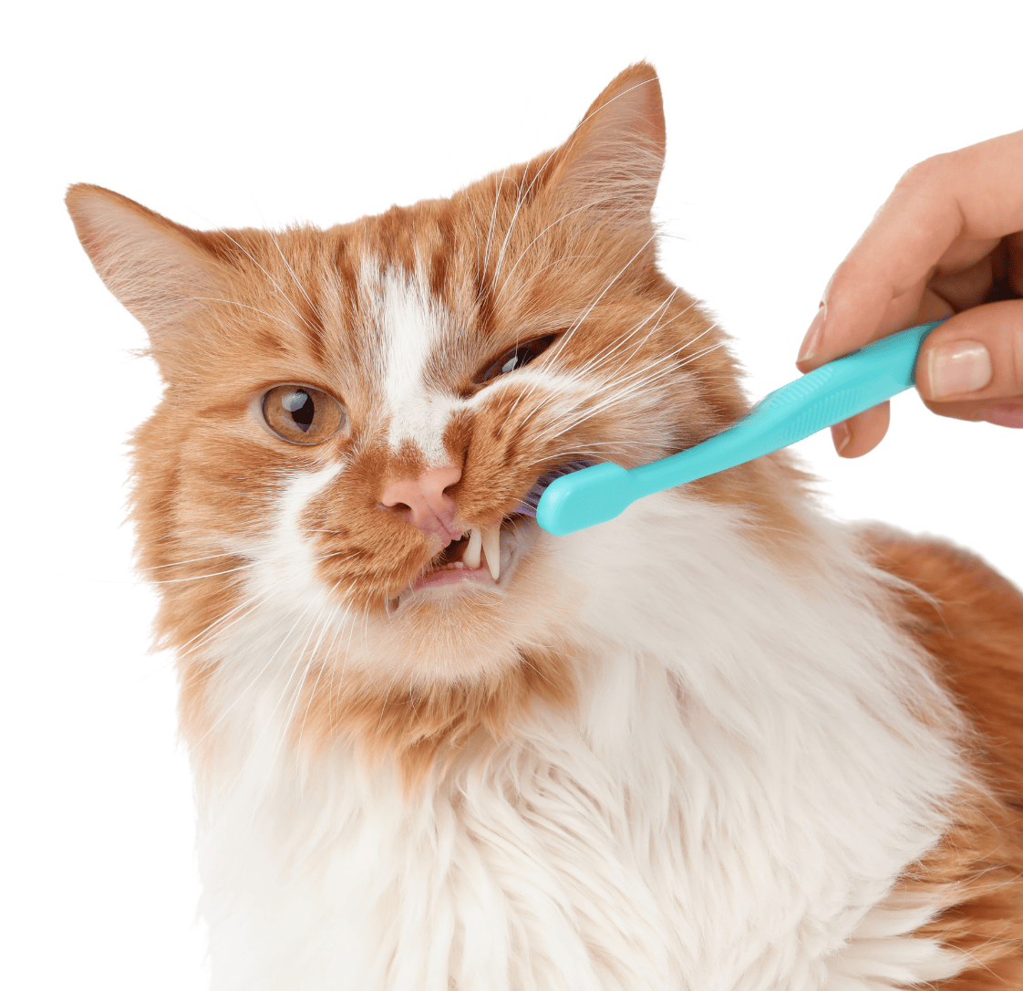Kitten Dental Care Guide