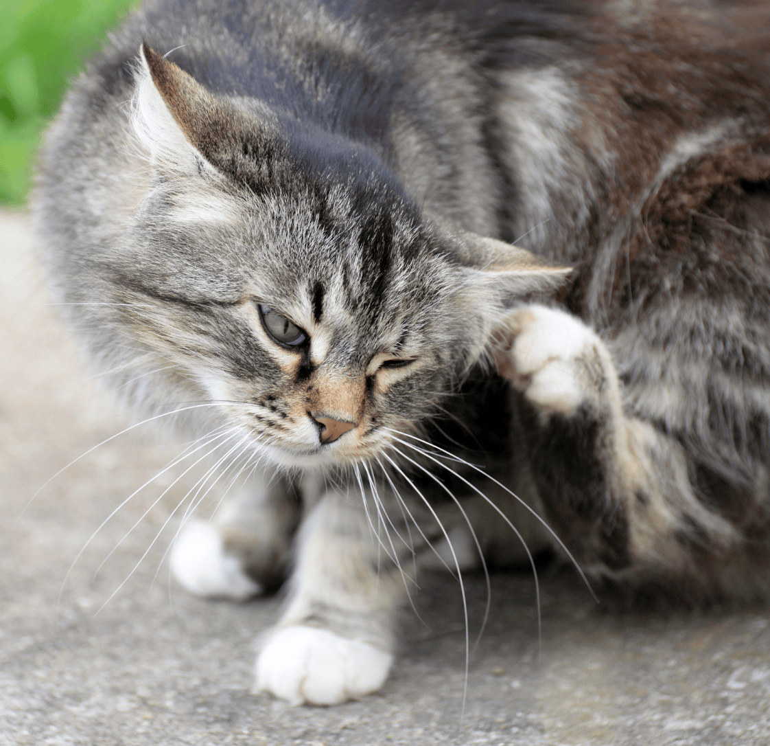 Kitten Preventatives Guide