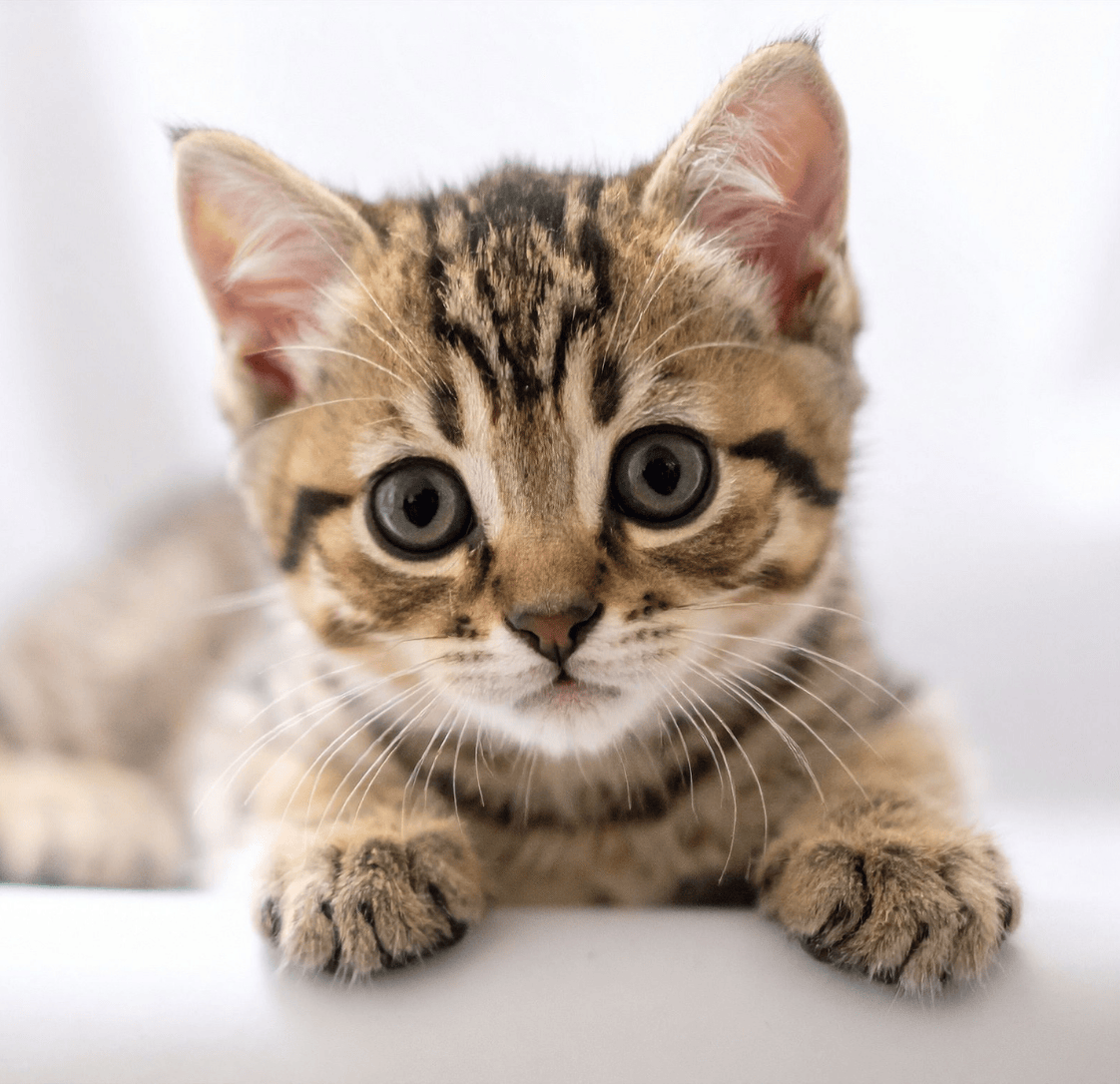 Welcome to Kitten Companionship