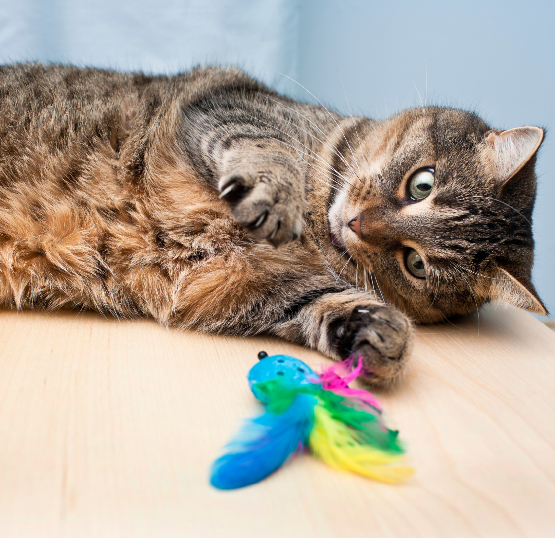 Caring For Your Kitten