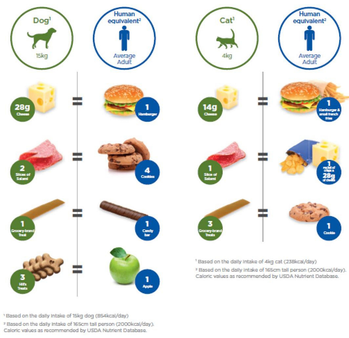 Healthy Treats for Pets: How to Reward Without Overfeeding