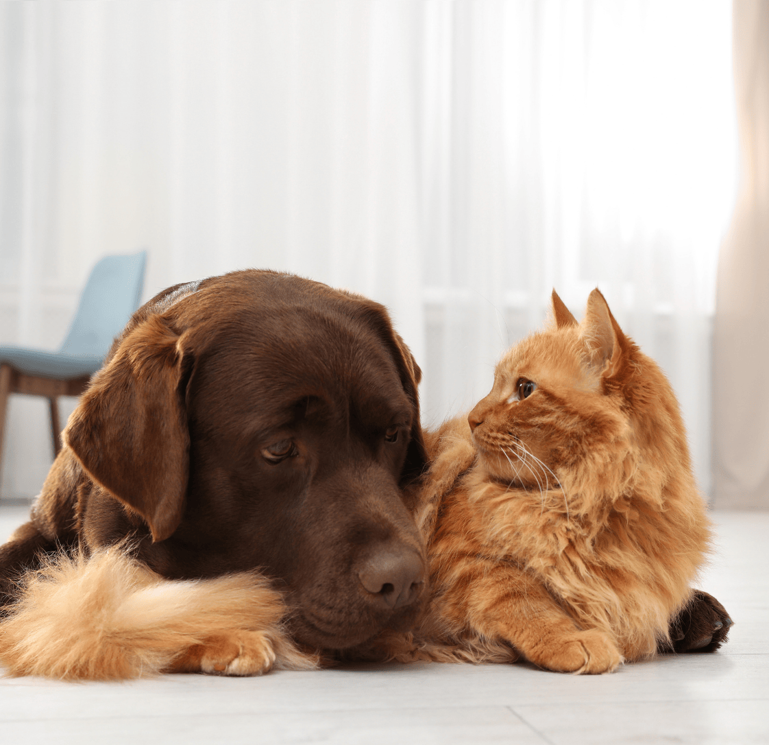 Is Your Pet at a Healthy Weight? How to Check at Home (and What to Do Next)