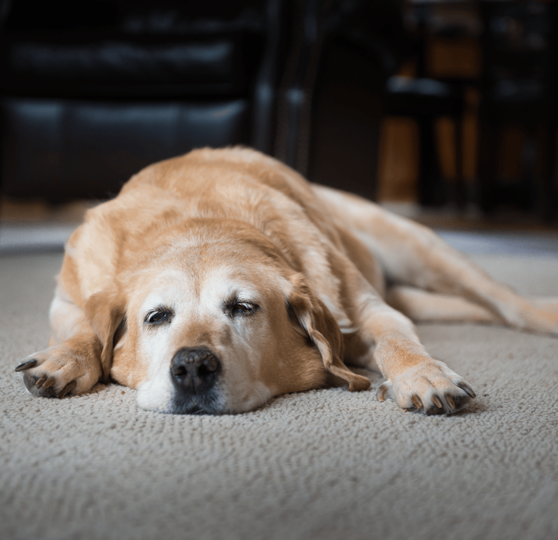 Is Your Pet Hurting?