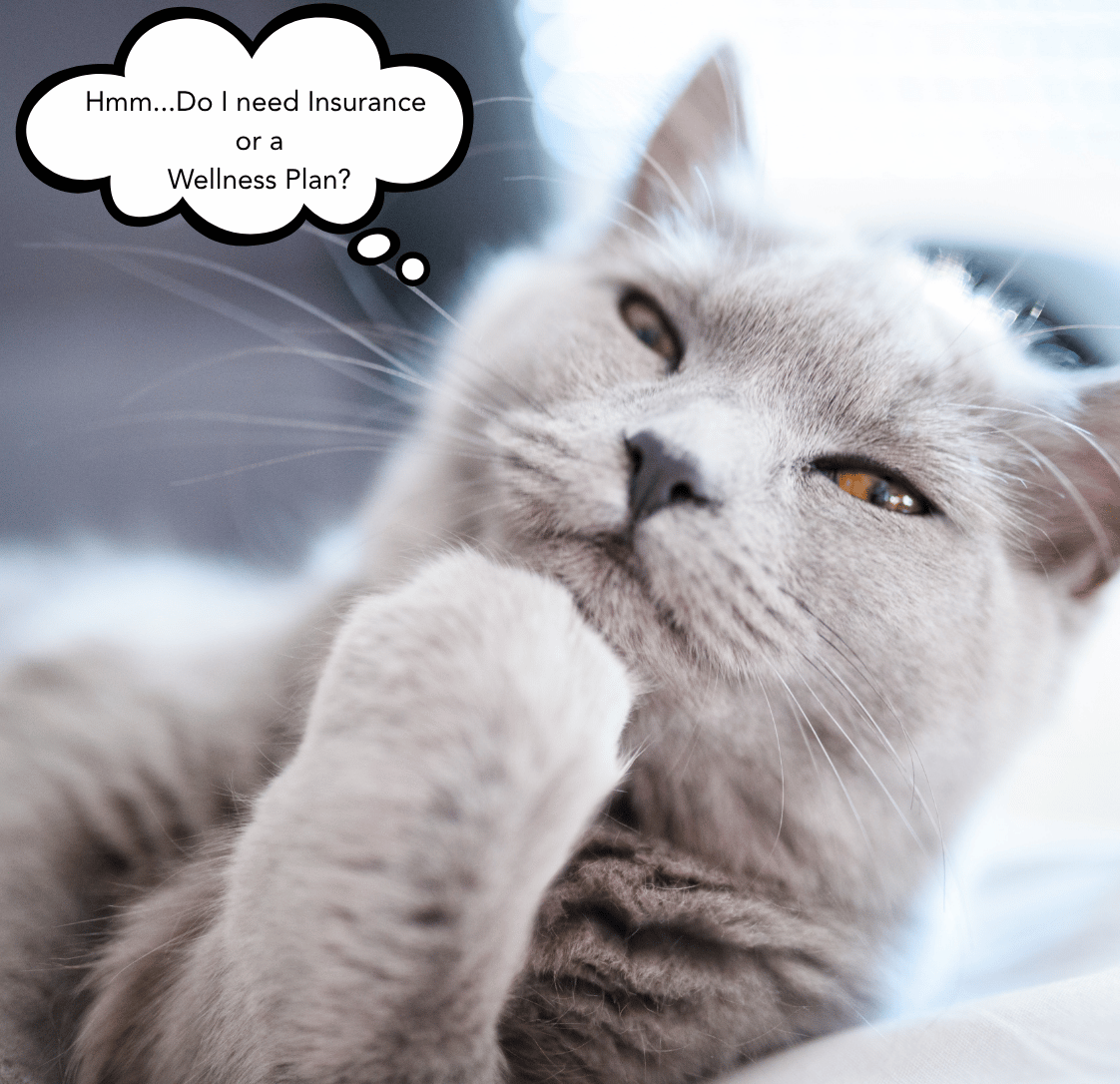 Pet Insurance vs a Wellness Plan - What is the Difference and Which Does Your Pet Need?