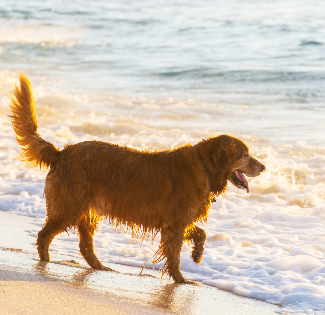 A New Option for Dogs with Arthritis: Introducing Synovan