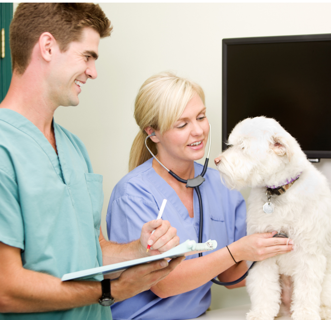 Twice for Life: What Your Pet's Mid-Year Senior Check Involves and How to Book