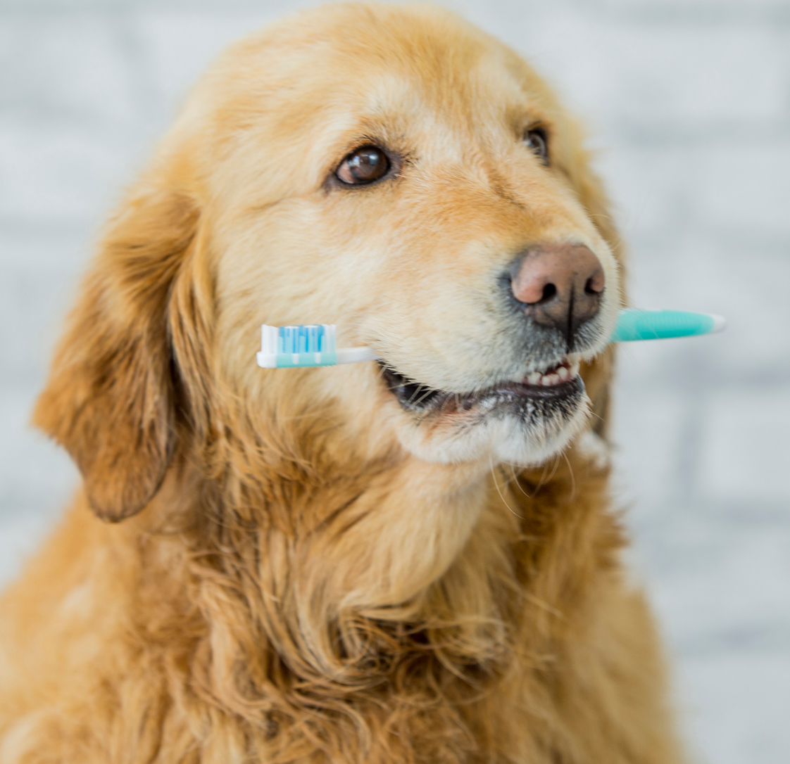 Your Dental Quarter Guide: What Is Included and How to Book