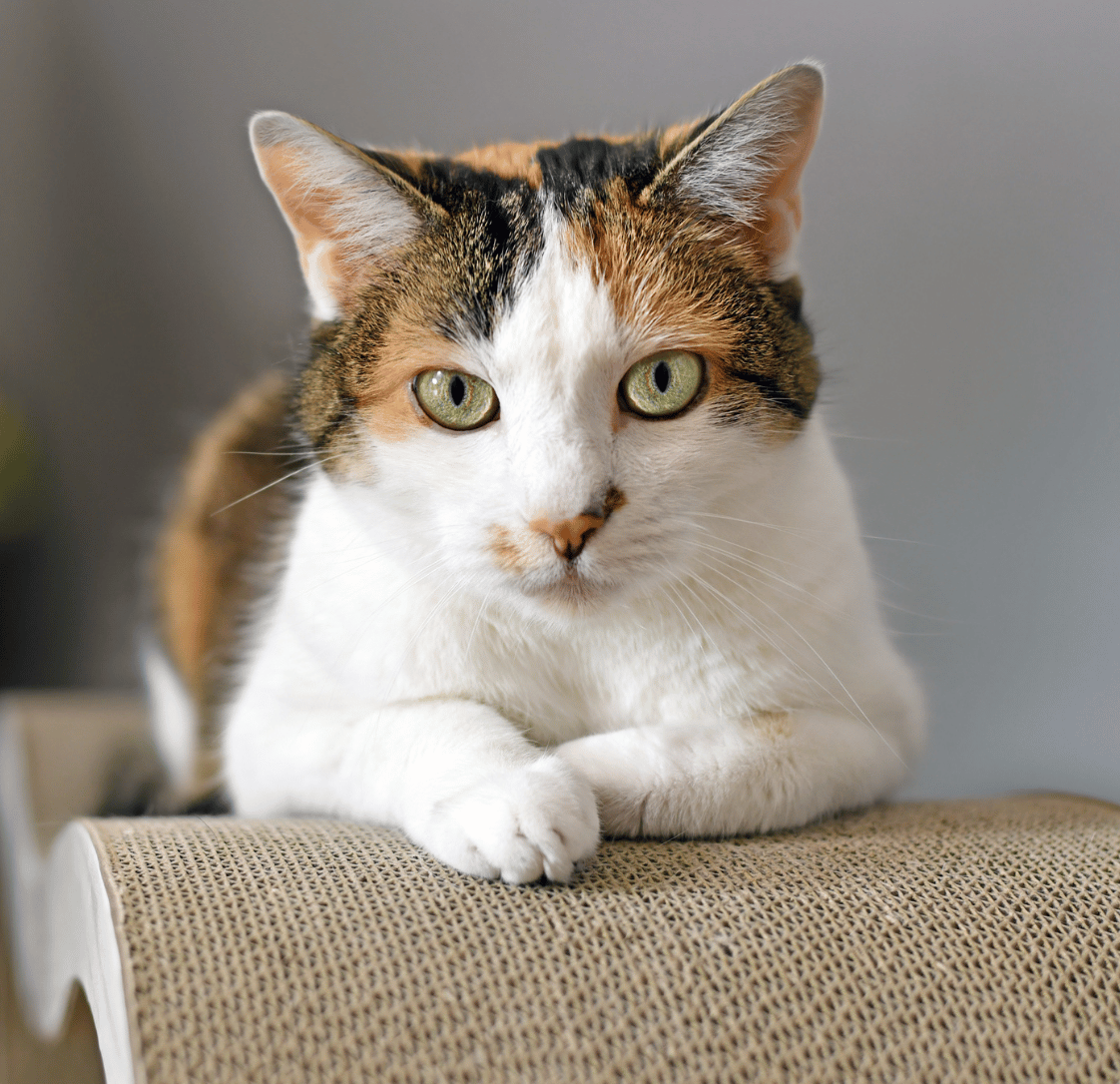 Why Choose Vet Boarding for Your Cat?