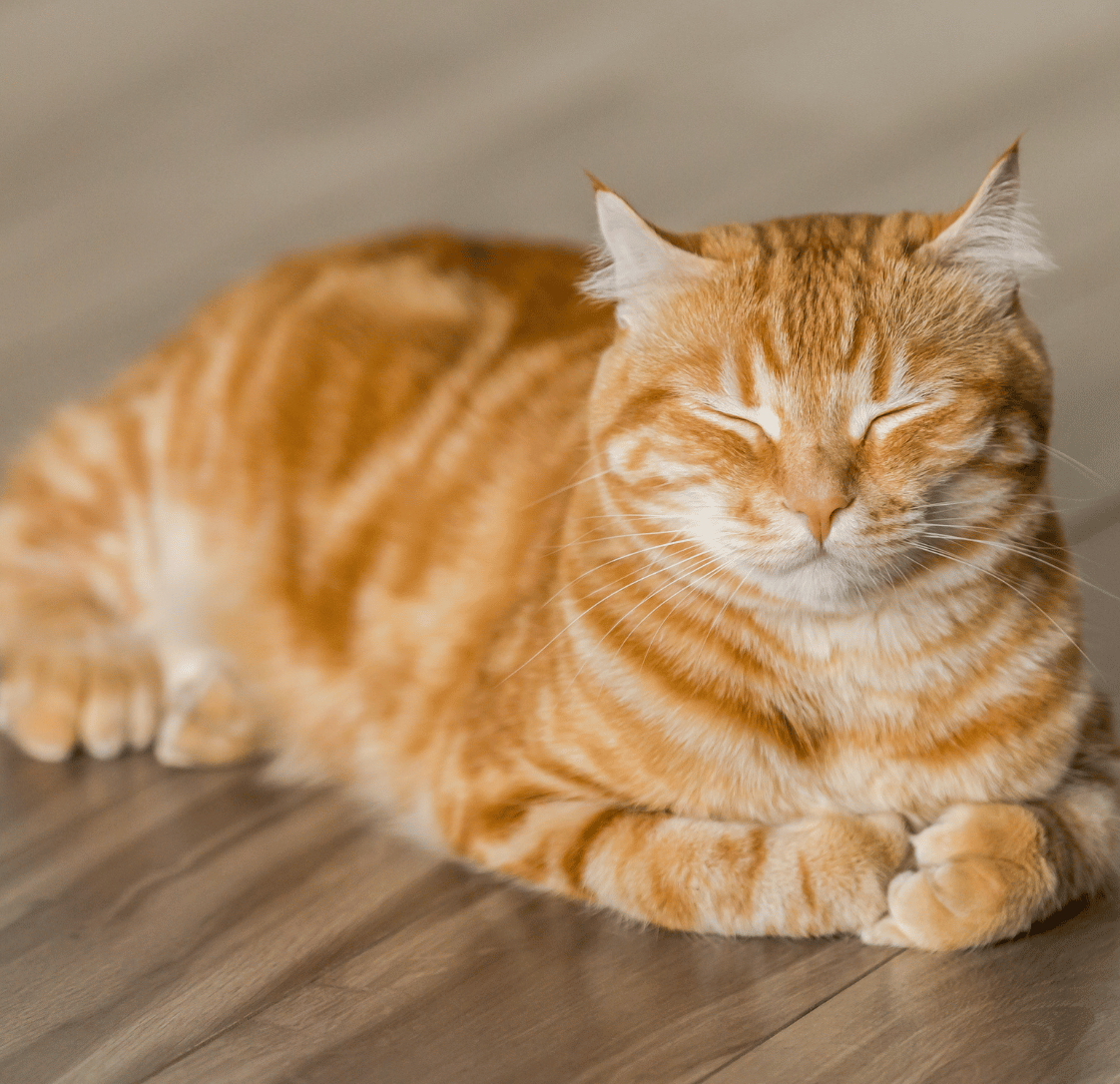 Senior Cat Health Checks: Helping Your Cat Enjoy Their Best Years
