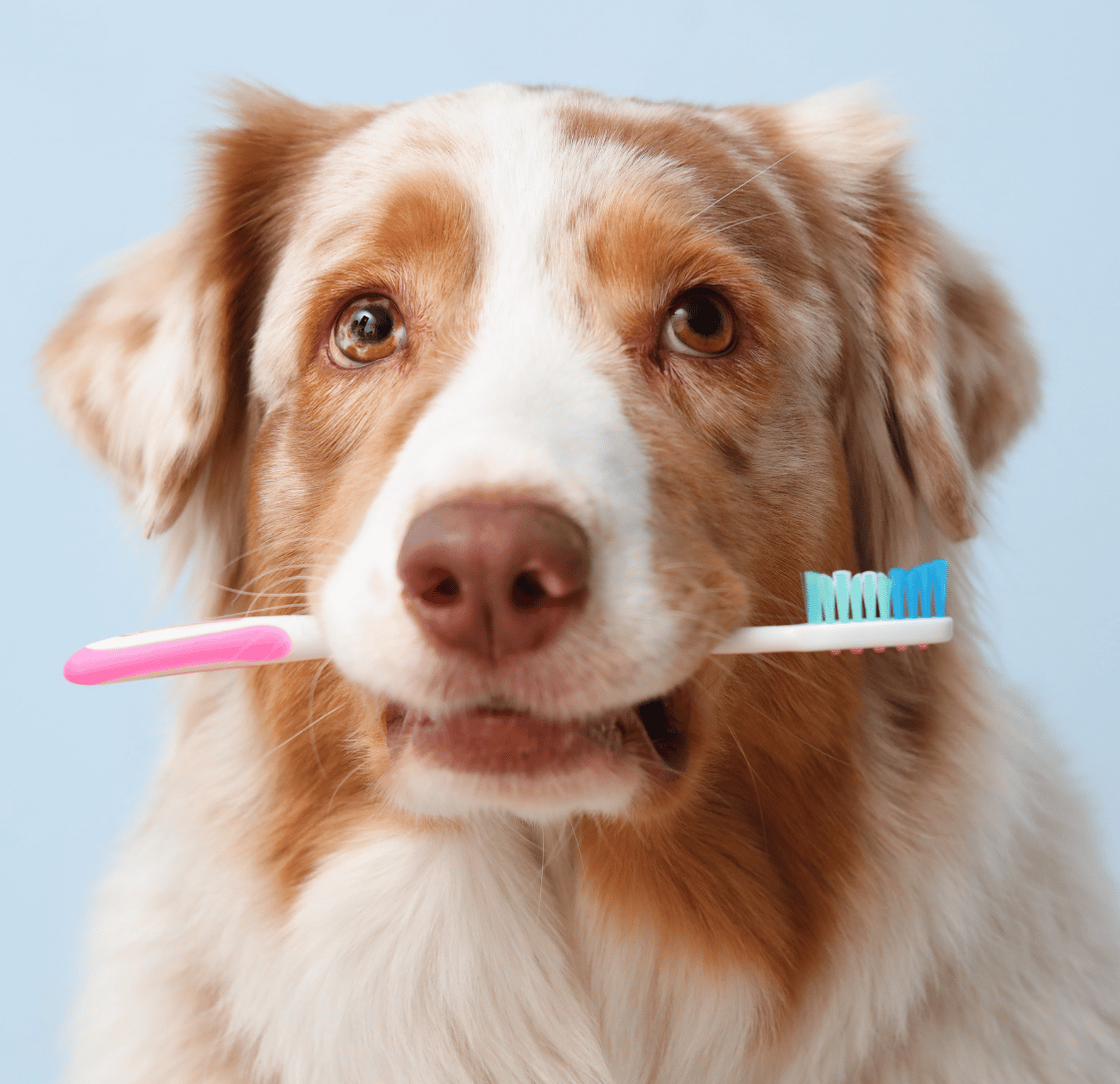 Brushing Your Pet's Teeth: One Small Habit That Makes a Big Difference
